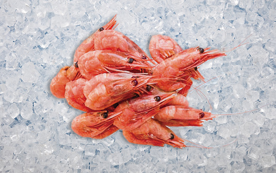 Une photo des crevettes d'eau froides de Nouvelle-Écosse exposés sur la glace