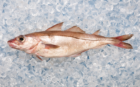  Une photo d'aiglefin de Nouvelle-Écosse exposés sur la glace