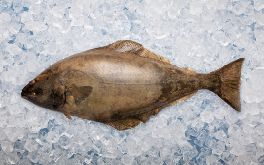 Une photo de fléton de l'Atlantique de Nouvelle-Écosse exposés sur la glace