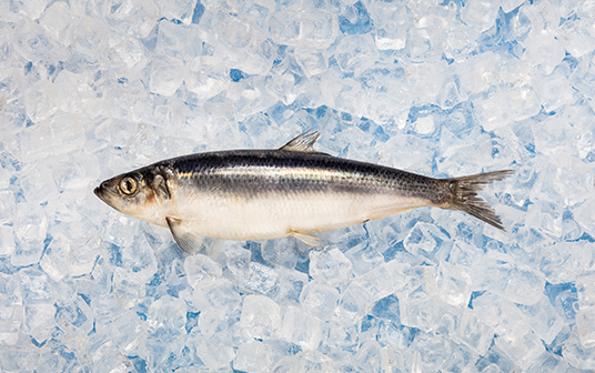  Une photo de hareng de Nouvelle-Écosse exposés sur la glace