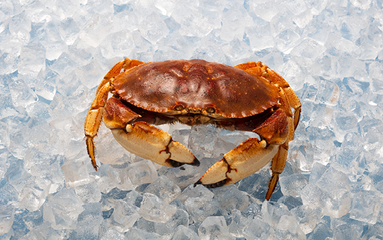  Une photo de crabe nordique de Nouvelle-Écosse exposés sur la glace
