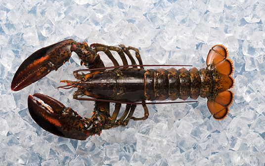 Une photo d'homard de Nouvelle-Écosse exposés sur la glace
