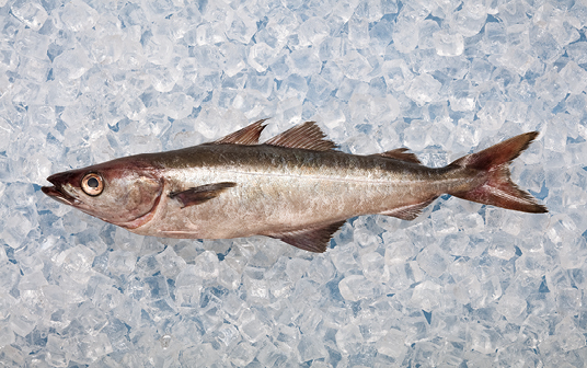 A photo of Nova Scotia pollock displayed on ice.