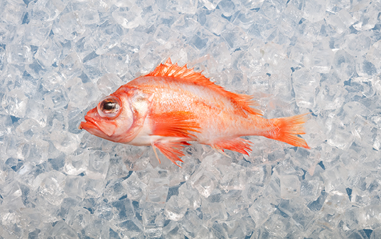 A photo of Nova Scotia redfish displayed on ice.