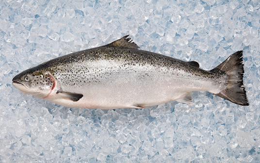 A photo of Nova Scotia Atlantic salmon displayed on ice.