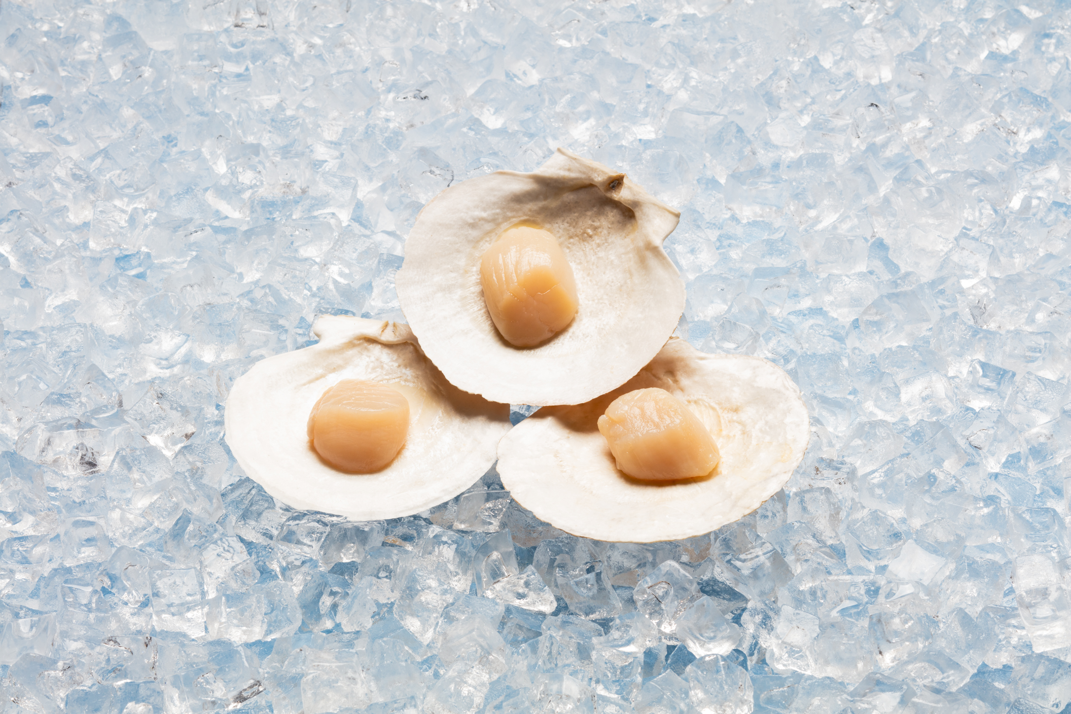A photo of Nova Scotia scallops displayed on ice.