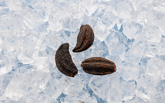  Une photo des concombres de mer de Nouvelle-Écosse exposés sur la glace