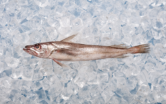 Une photo de merlu argenté de Nouvelle-Écosse exposés sur la glace