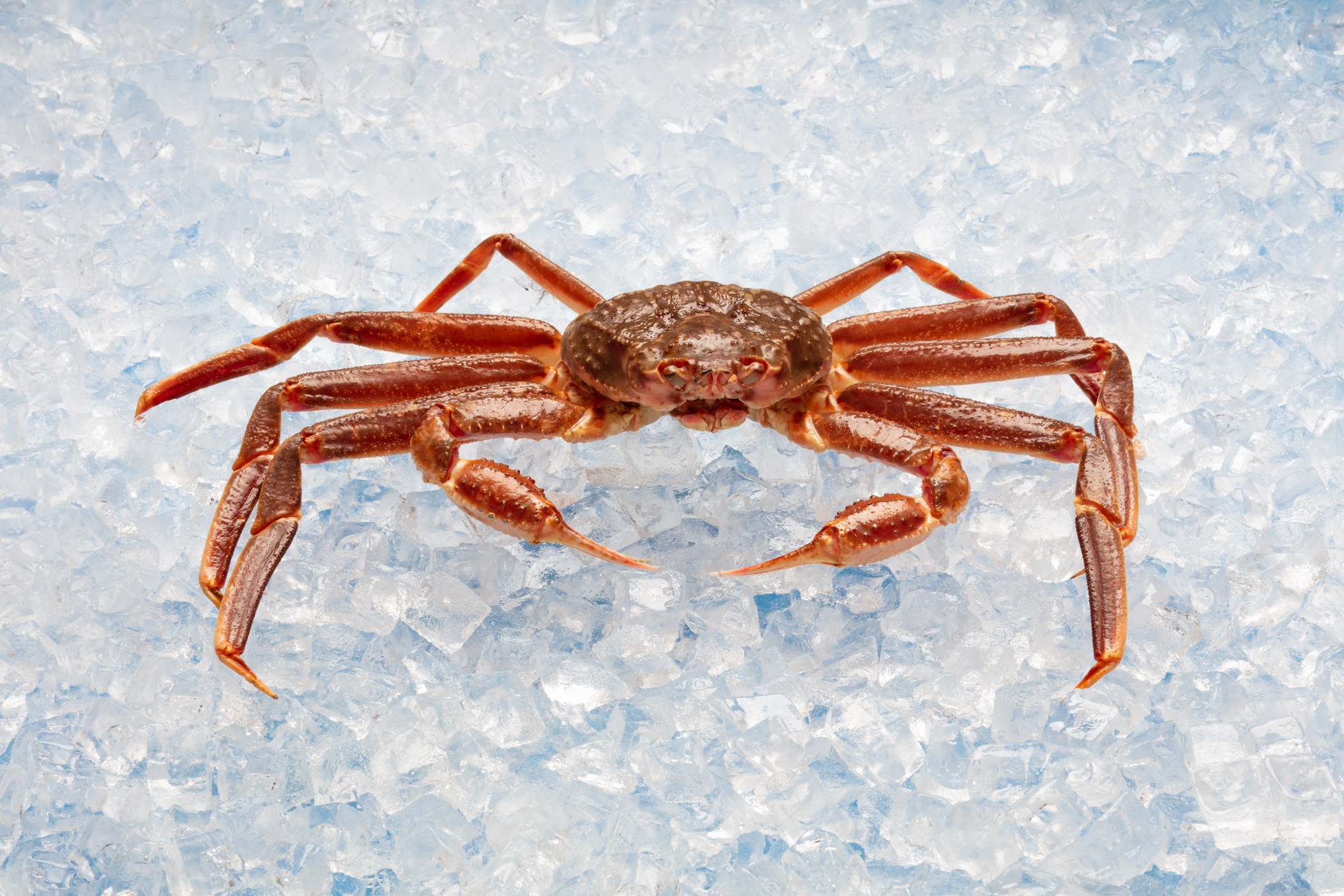 A photo of Nova Scotia snow crab displayed on ice.