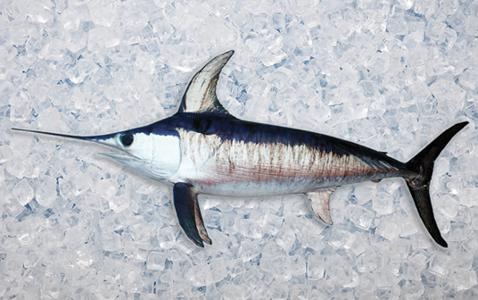 A photo of Nova Scotia swordfish displayed on ice.
