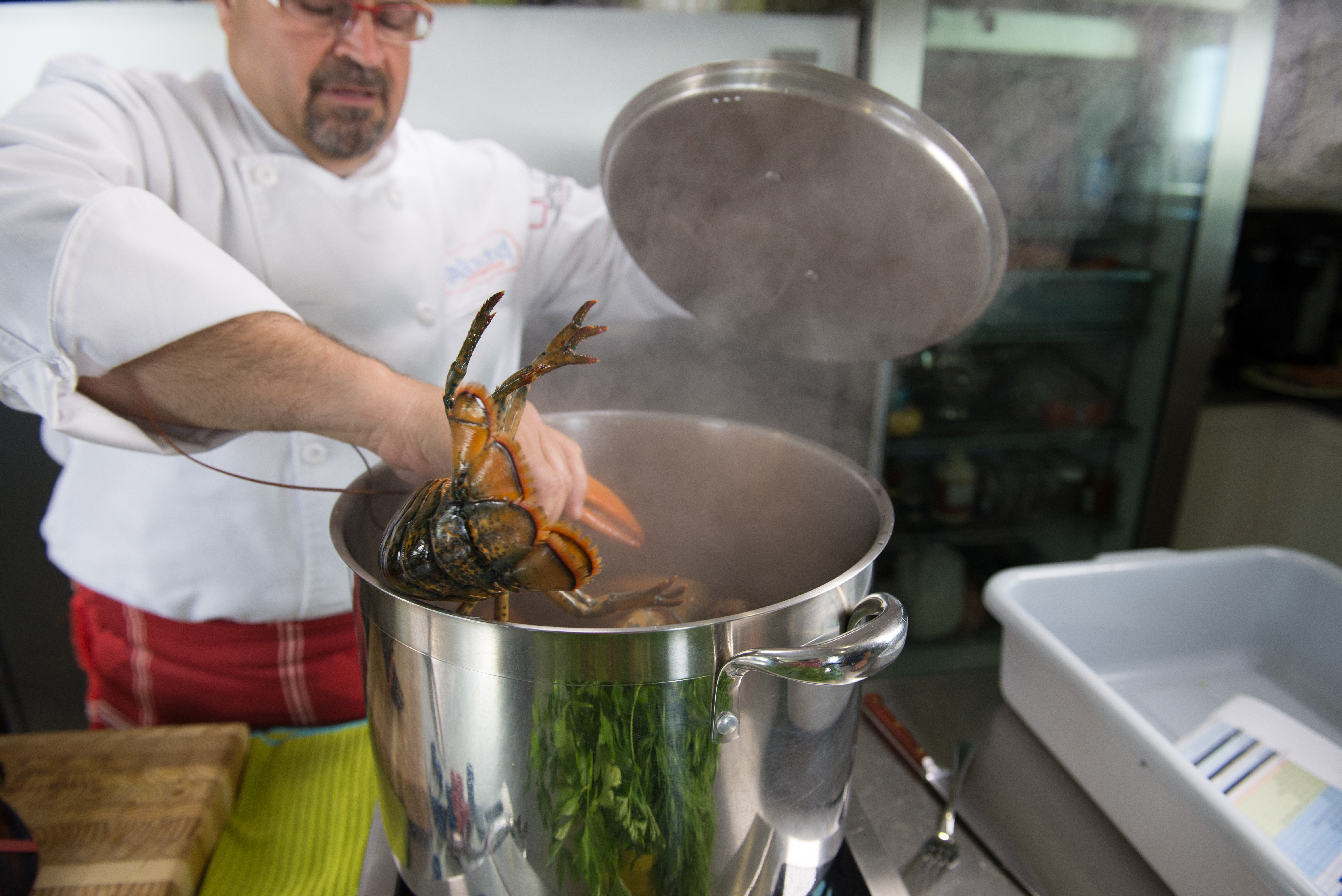 Photo of a male chef placing lobster in the pot to be cooked.